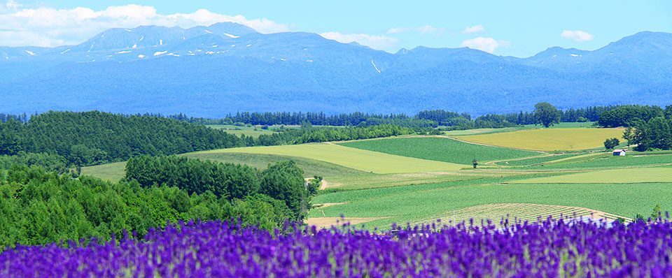 Lavender Field, Biei